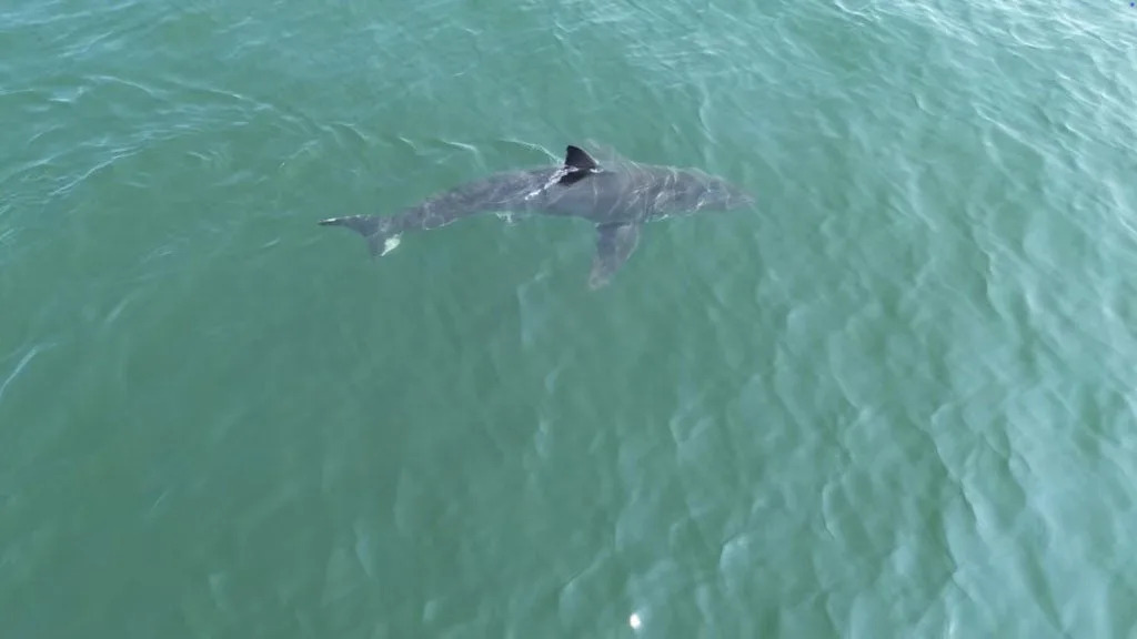 Warning Issued After Great White Shark Seen Near Popular Maine Beaches