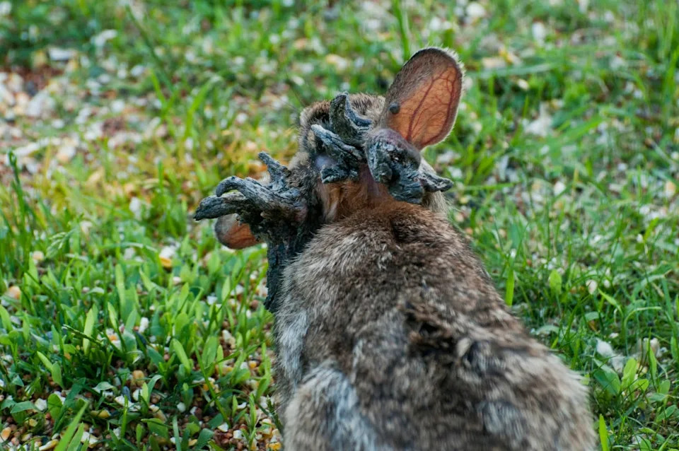 Rabbit seen from behind, with unusual growths on its head. The rabbit is sitting on grass and gravel
