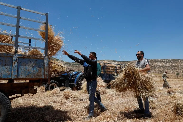Israeli military uproots thousands of Palestinian olive trees in West Bank