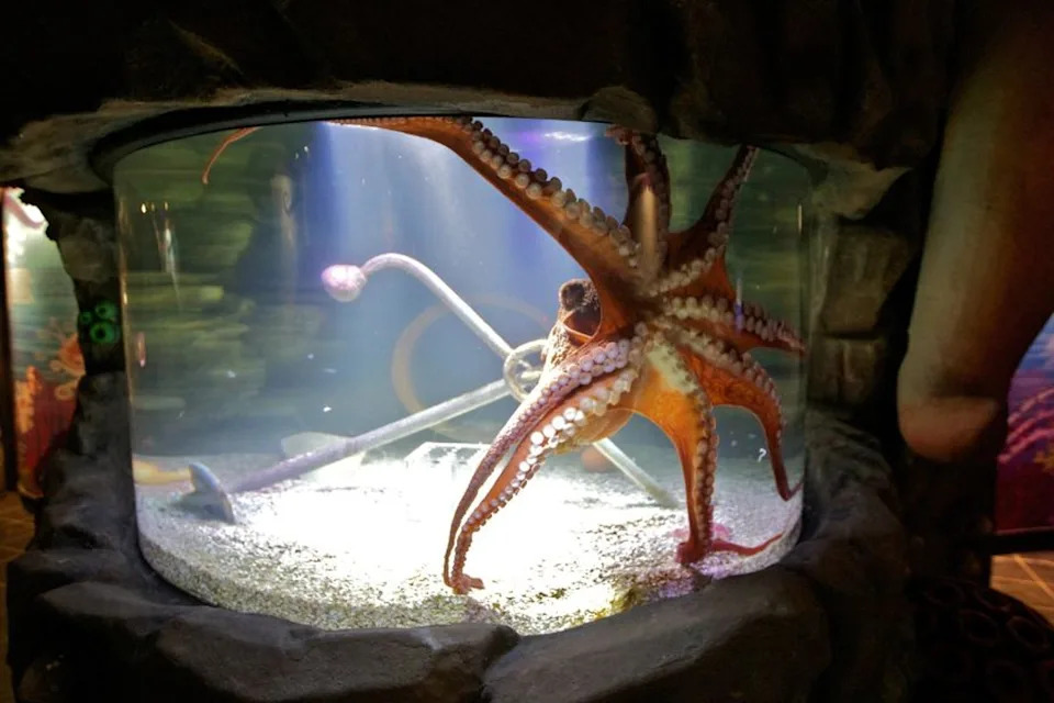 Similar to the one pictured, Cthulhu, a giant Pacific octopus at the San Antonio Aquarium, has about 200 suction cups per arm (Getty Images)