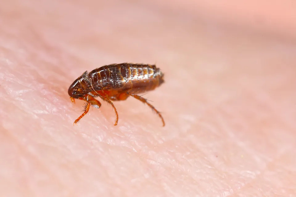 California resident tests positive for plague after camping in South Lake Tahoe