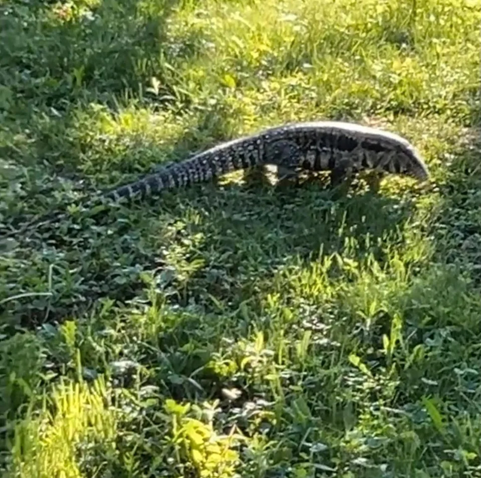 A 'large lizard' with the potential to 'lash out' is on the loose in a Maine town, police have warned (Old Town Police Department)