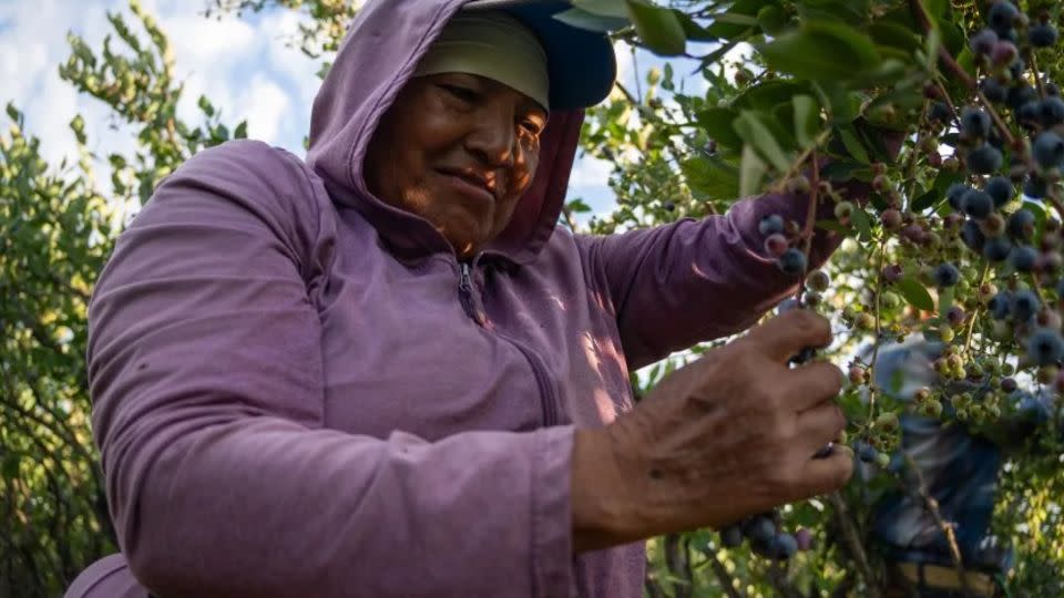 Nava dijo que los recolectores vinieron originalmente de México y Centroamérica. - Evelio Contreras/CNN