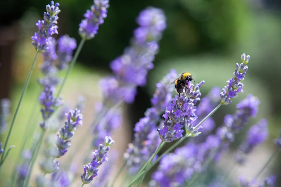 Lavender plants with a bee collecting nectar, set against a blurred natural background