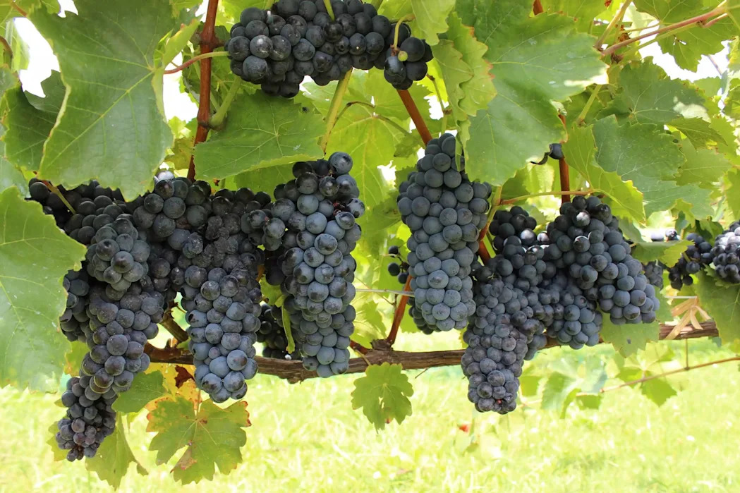 Don’t expect grand, urbane wineries on the scale of Napa or Sonoma. For the most part, Alabama’s handful of vineyards are helmed by delightfully small mom-and-pop operations offering warm, avuncular welcomes.