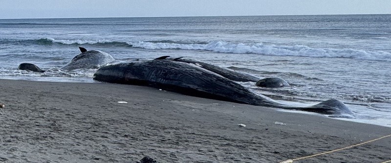 海岸に打ち上げられたマッコウクジラ、全4頭死ぬ　千葉・館山