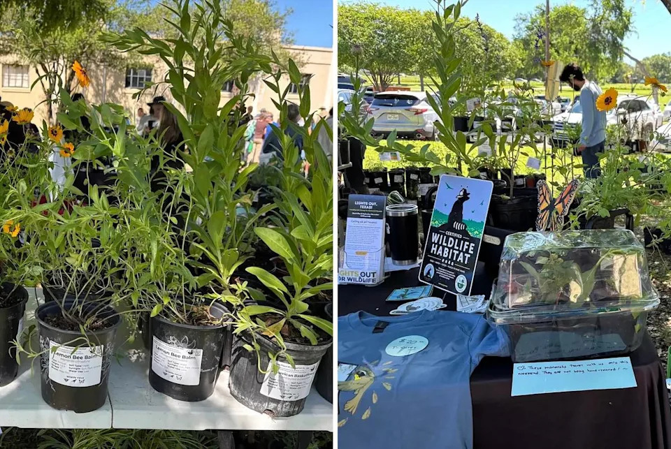 From left: Plants for sale at Native Plants and Prairies Day at White Rock Lake in Dallas. Monarch caterpillars crawl through a plastic container on display at the Texas Conservation Alliance’s booth during a native prairie event at White Rock Lake. The organization annually cultivates thousands of seedlings at its Native Plant Propagation Center at the Dallas Zoo.