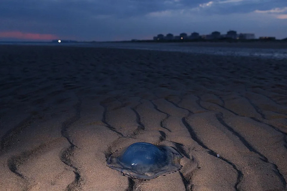 Jellyfish Close Down Nuclear Power Plant