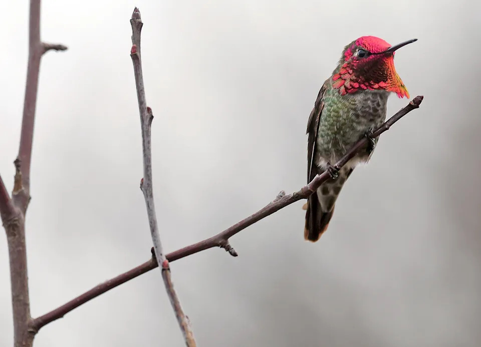 Hummingbird fall map 2025: See when, where to spot them in California