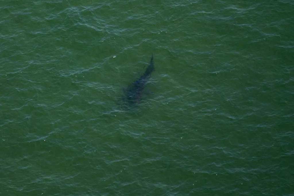 Great White Sharks Are Flocking to the Waters of ‘Jaws’