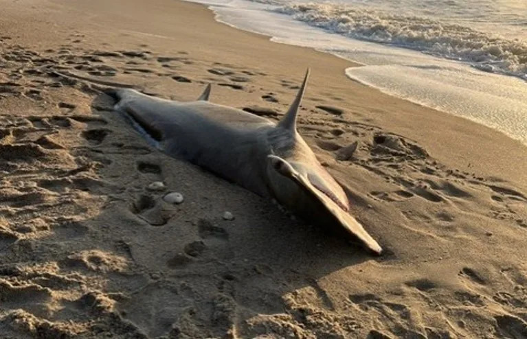 A massive hammerhead shark was discovered around 6:30 a.m. Tuesday near the northern end of Carolina Beach near the Clamshell access. Photo courtesy: Abby Grace Hollingsworth.