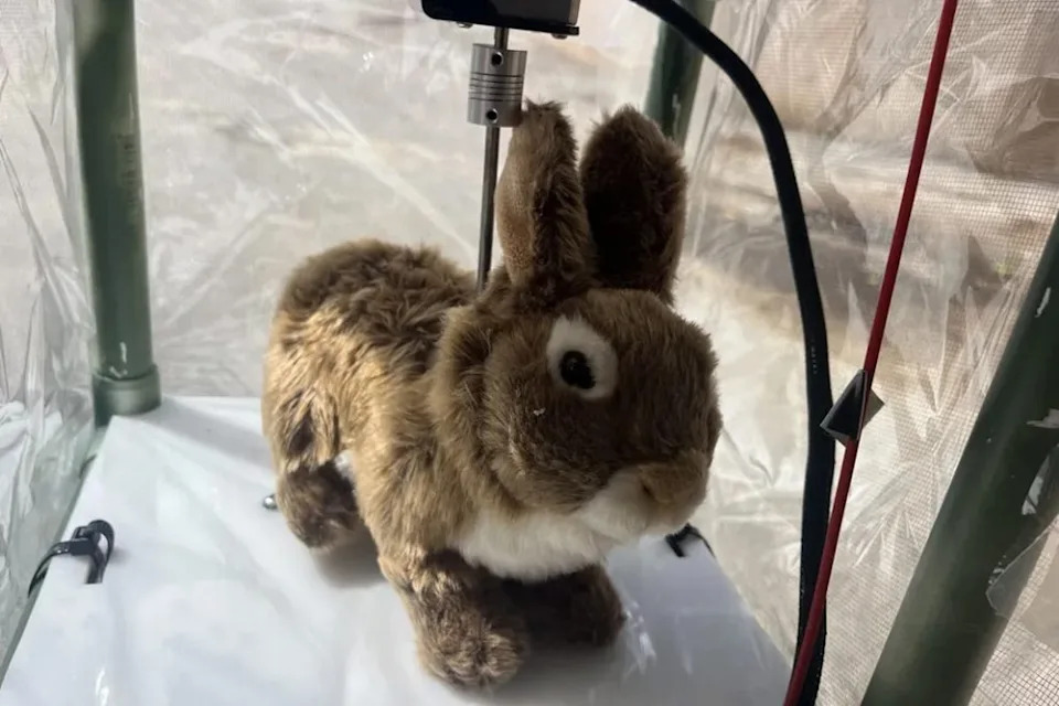Scientists from the South Florida Water Management District and the University of Florida have teamed up to use the robotic rabbit decoys as part of its Python Elimination Program. (Robert McCleery)