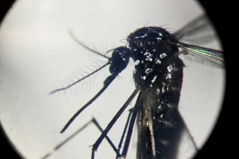 Chikungunya in China: What you need to know