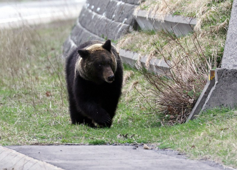 北海道平取町で「ヒグマ注意報」　ベランダにクマの足跡?発見