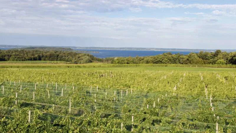Small vineyard overlooking Lake Michigan