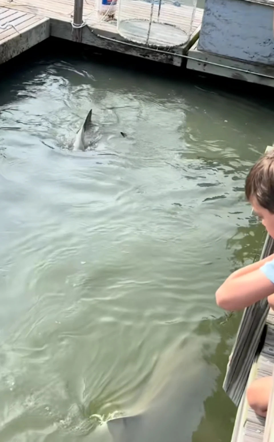 Viewers took issue with people, including children, leaning on the wooden railing to watch the animals below (TikTok/@ginaroseathans)