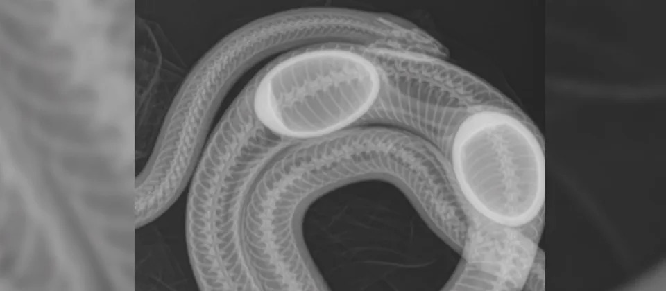 A Sonoran gopher snake ate two decoy eggs | Courtesy: New Mexico Wildlife Center