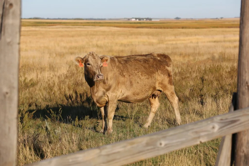 South Dakota State lost $66 million in federal research funding but hopes to get it back