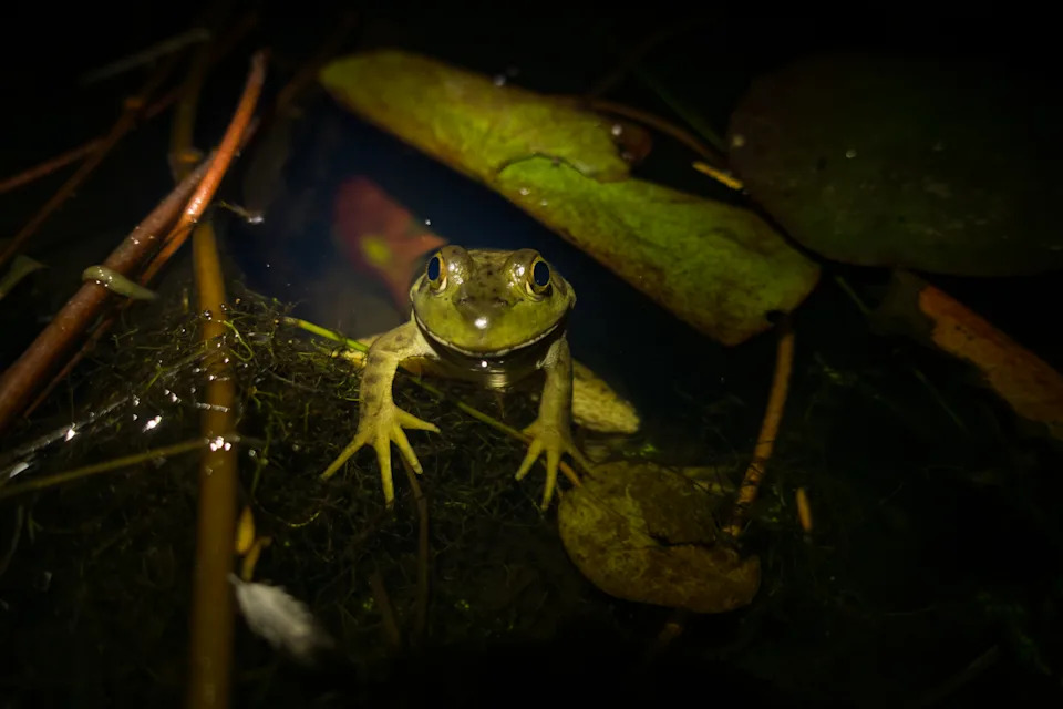 An American bullfrog in Yosemite National Park. | Yosemite National Park Service