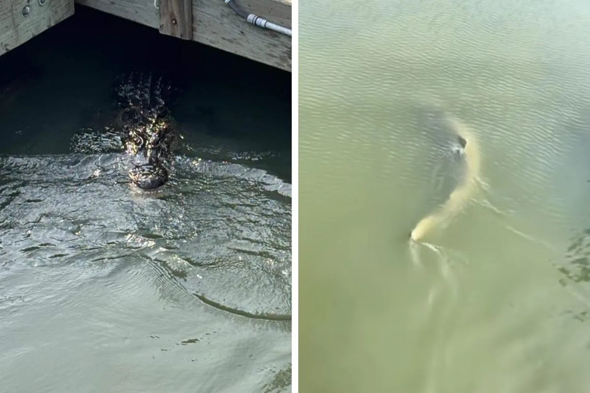 Whole lot of nope: Sharks and alligator seen swimming together off dock at South Carolina restaurant