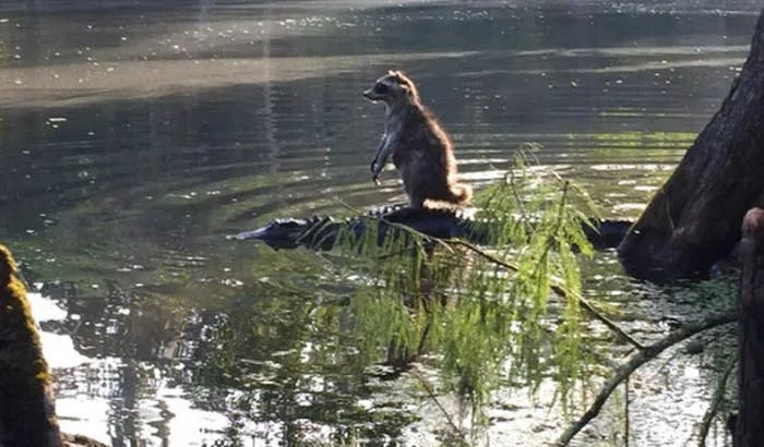 A raccoon sits on an alligator in a woodland pond, creating a humorous and surprising scene in the natural environment
