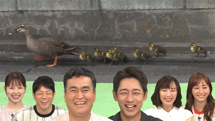 “遠い親戚”石原良純×小泉孝太郎、カルガモ親子のお引越しにハラハラ！予想だにしない出来事も