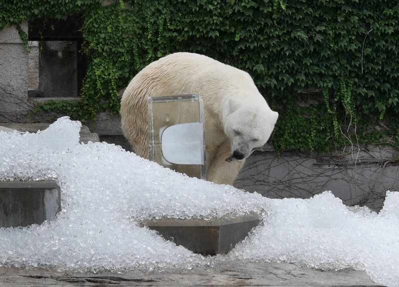 氷の中から取り出したアジをくわえるホッキョクグマのララ=札幌市中央区で2025年8月5日午後3時3分、水戸健一撮影