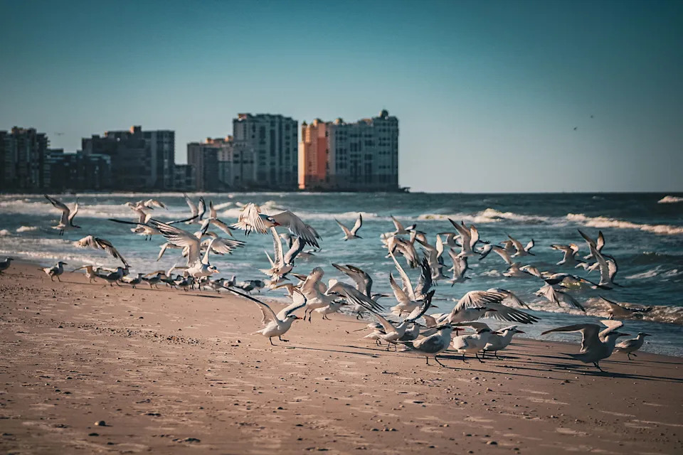Taken at the beach on Marco Island with a Canon DSLR camera.