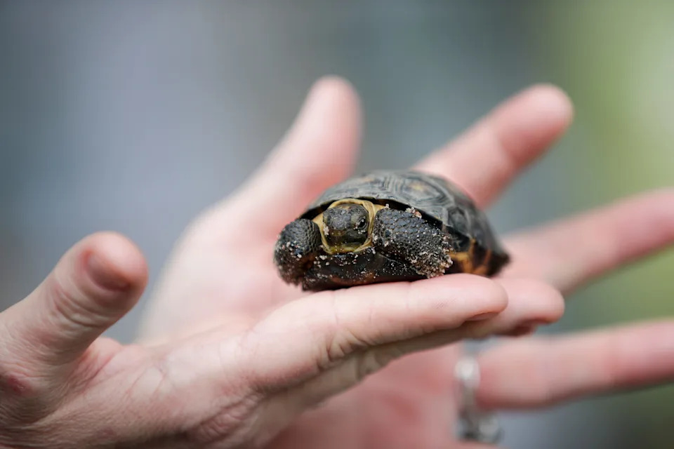A baby gopher tortoise is shown for education at Forest Lodge Farms, LLC in Camilla, Ga. Tuesday, Nov. 13, 2018. 