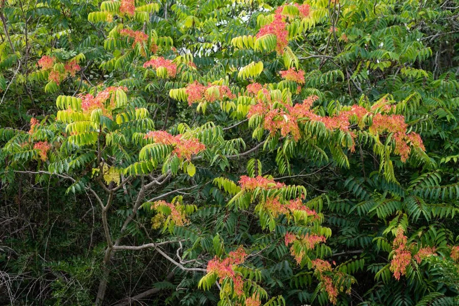 The tree of heaven (Ailanthus altissima) is a rapidly growing deciduous tree native to China that has become a widespread invasive species (Getty Images/Roger Eritja)