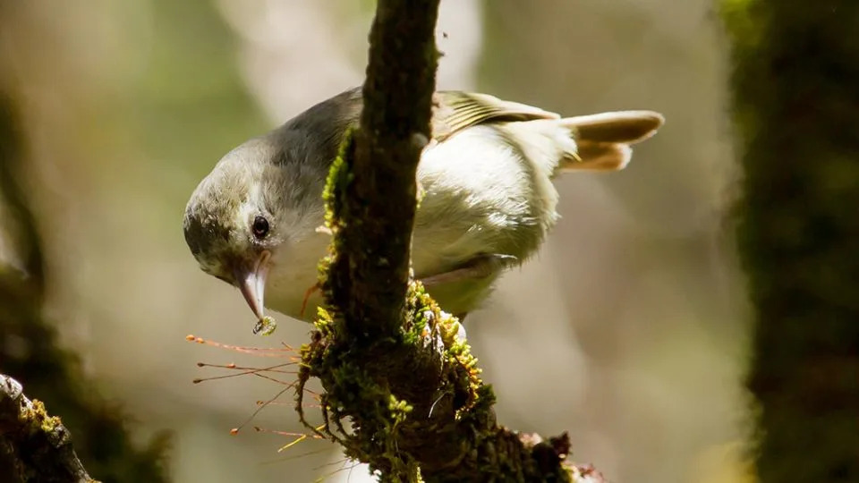 The ‘akikiki is functionally extinct in the wild. - Robby Kohley