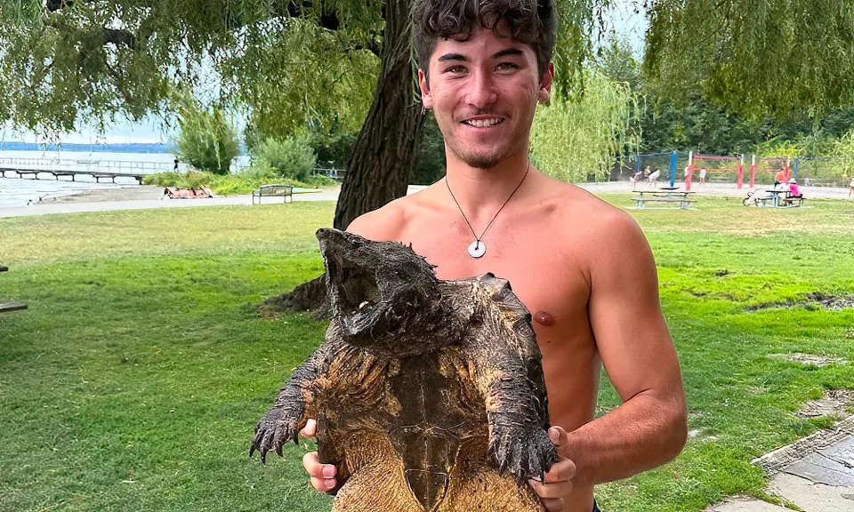 Rare discovery: Dinosaur-like snapping turtle found beneath Seattle-area dock