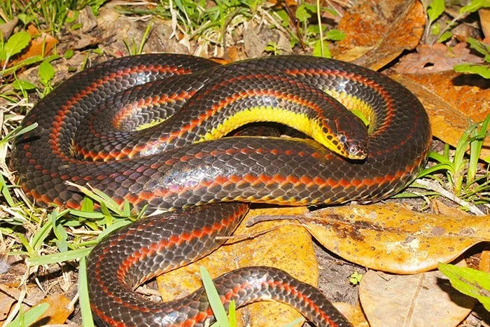 Rare Rainbow Snakes are a nonvenomous species whose population has declined in recent decades.