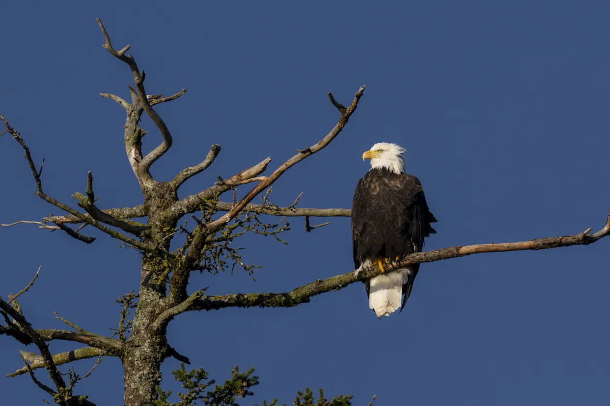 The twisted reason why the Trump administration claims to care about eagles