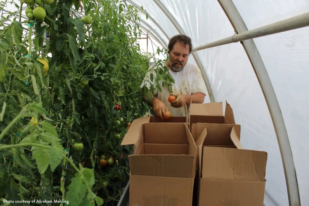 Small farms, food businesses in Nevada to lose $3M in USDA support