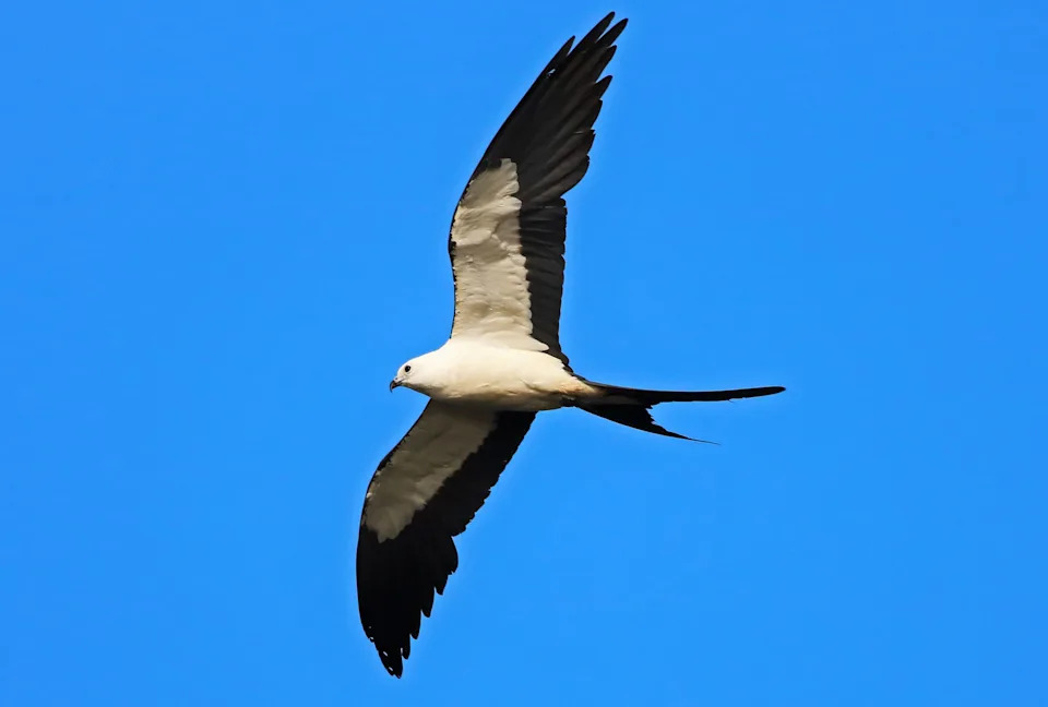 A swallow-tailed kite high above the Sanibel Causeway. Taken with a Canon Rebel T6i at f/5.6, ISO=250 and 1/1600 sec.