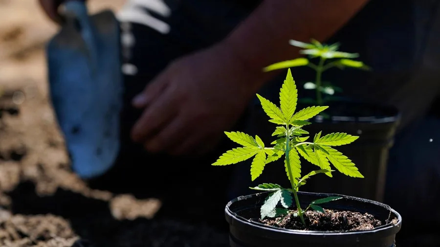 GOP tries to close ‘hemp loophole’ despite McConnell-Rand Paul battle