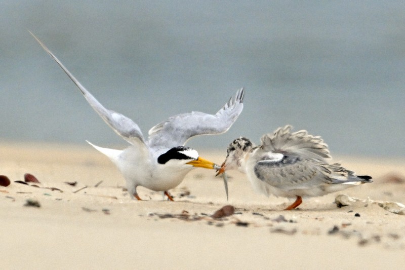 絶滅危惧種コアジサシのヒナ、5年ぶりに巣立つ　博多湾飛来の渡り鳥