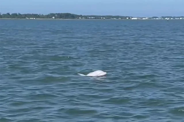 Captain John Shields The albino dolphin
