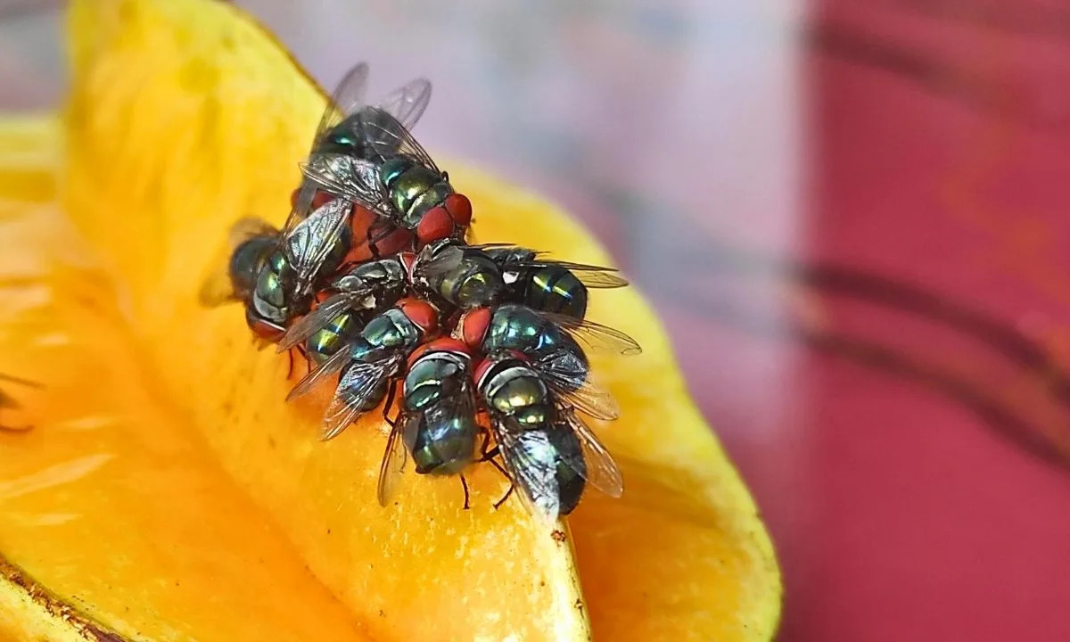 Buzzing Border Defense: Texas Fly Factory To Target Flesh-Eating Parasite