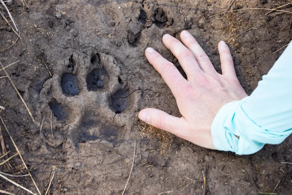A human hand shows how large this wolf print on the Blacktail Ponds Trail actually is. (File photo courtesy of Jacob W. Frank/Yellowstone National Park)