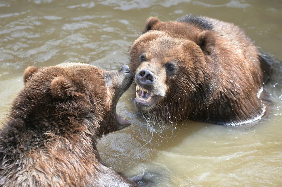 A woman used bear spray to save her husband’s life after a grizzly bear, not pictured, attacked him on a Canadian trail (Jean-Francois Monier/AFP via Getty Images)