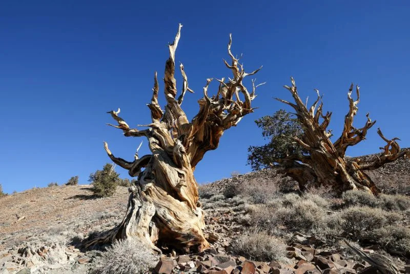 INYO COUNTY, CALIFORNIA – NOVEMBER 28: A 4,853-year-old Great Basin bristlecone pine tree known as Methuselah is growing high at Ancient Bristlecone Pine Forest in the White Mountains of Inyo County in eastern California, United States on November 28, 2021. It is also recognized as the non-clonal tree with the greatest confirmed age in the world. (Photo by Tayfun Coskun/Anadolu Agency via Getty Images)