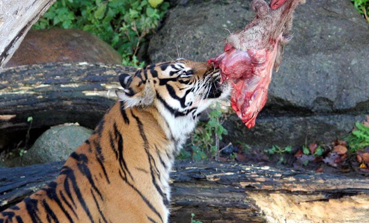Zoo asks public to donate unwanted small pets to feed captive predators