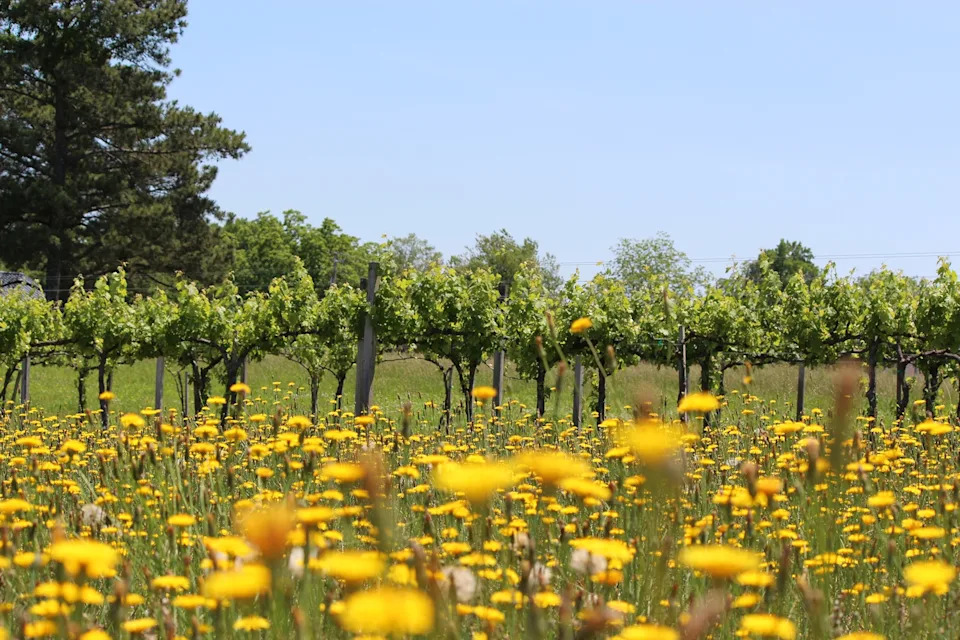 a vineyard with yellow flowers in the foreground.