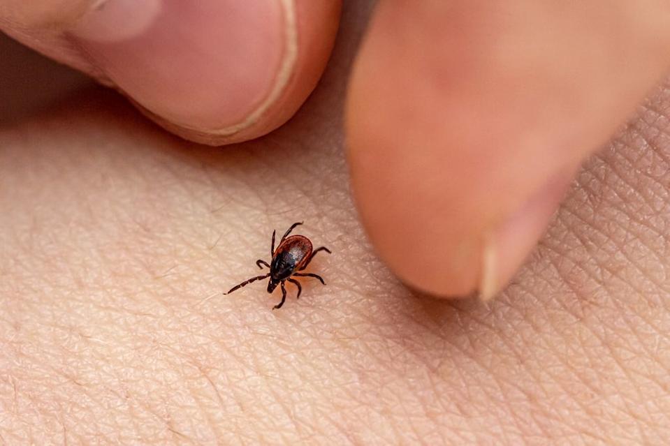 La enfermedad de Lyme es una nfección causada por la bacteria Borrelia burgdorferi, transmitida a través de la picadura de garrapatas infectadas.