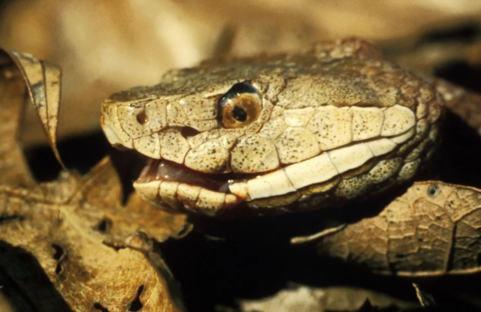 Copperhead snakes can blend in with their surroundings and pack a punch with their bite.