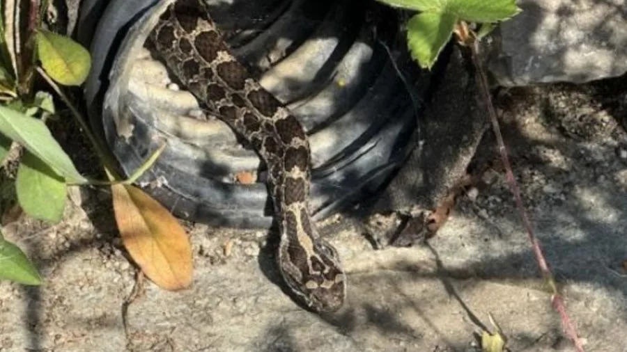 Gertie, an eastern massasauga rattlesnake, pokes her head out of a drain at the Matthaei Botanical Gardens in Ann Arbor. (Courtesy University of Michigan Matthaei Botanical Gardens & Nichols Arboretum)