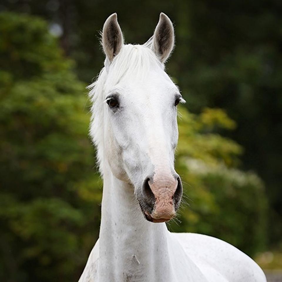 Tyrone se convirtió en uno de los caballos más queridos