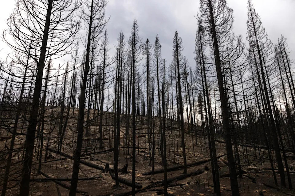 Burned trees along the road leading to Grand Canyon National Park's North Rim